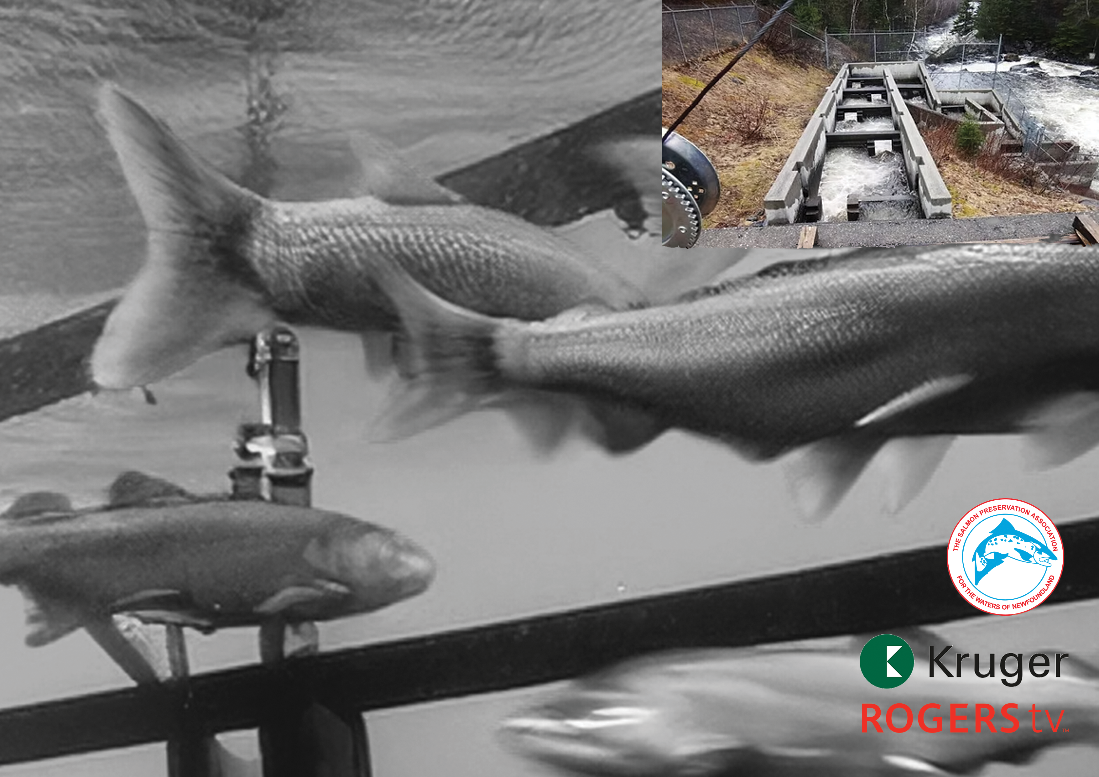 Corner Brook Salmon Cam